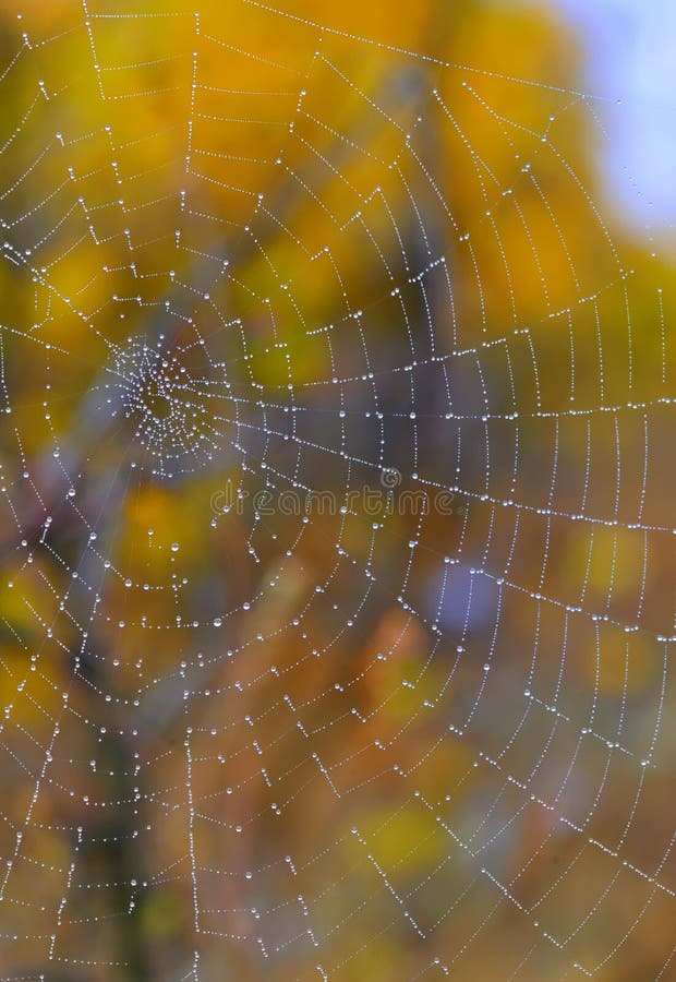 Autumn spiderweb closeup and dew drops. Autumn spiderweb closeup and dew drops