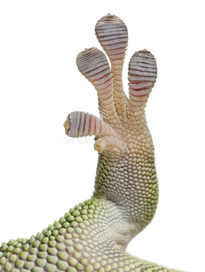 Κινηματογράφηση σε πρώτο πλάνο του ποδιού gecko ημέρας της Μαδαγασκάρης, grandis madagascariensis Phelsuma, ενός έτους βρέφος στοκ φωτογραφία με δικαίωμα ελεύθερης χρήσης Κινηματογράφηση σε πρώτο πλάνο του ποδιού gecko ημέρας της Μαδαγασκάρης, grandis madagascariensis Phelsuma, ενός έτους βρέφος στοκ φωτογραφία με δικαίωμα ελεύθερης χρήσης