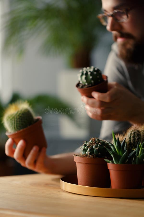 Κινηματογράφηση σε πρώτο πλάνο των succulents και των κάκτων στο χρυσό πιάτο Θολωμένος hipster στοκ εικόνα με δικαίωμα ελεύθερης χρήσης