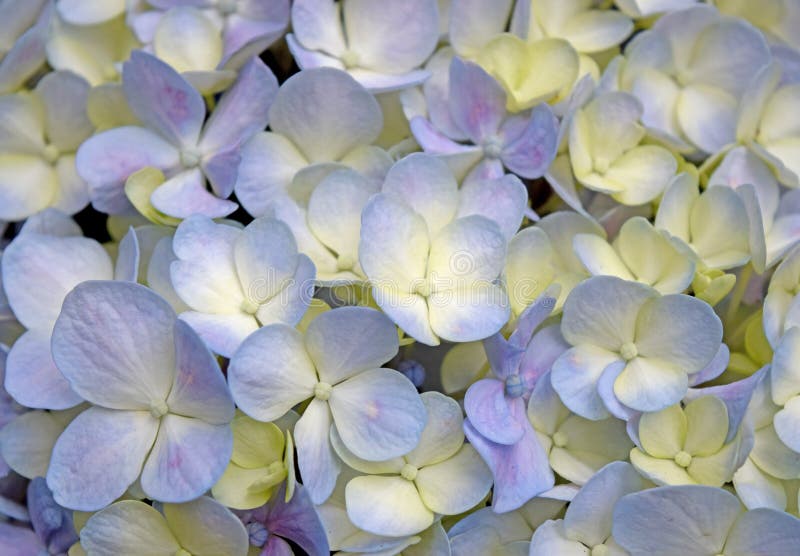 Κινηματογραφήσεων σε πρώτο πλάνο όμορφα floral λουλούδια hydrangea υποβάθρου πορφυρός-κίτρινα στοκ φωτογραφία με δικαίωμα ελεύθερης χρήσης