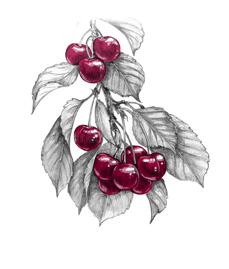Hand drawn sweet cherry branch with red berries and monochrome leaves isolated on white background. Pencil drawing realistic sketch of fruit. Hand drawn sweet cherry branch with red berries and monochrome leaves isolated on white background. Pencil drawing realistic sketch of fruit