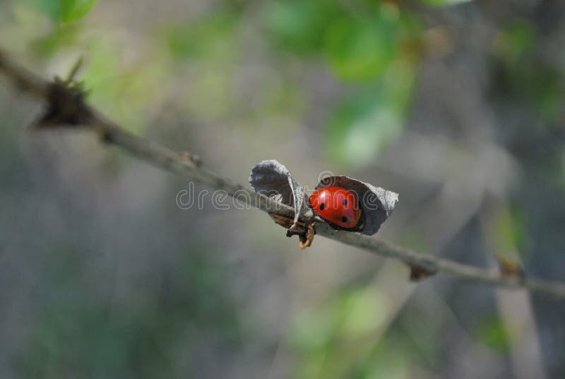 Κλάδος με το ladybug κάτω από την ξηρά στενή επάνω λεπτομέρεια φύλλων, μαλακό μουτζουρωμένο bokeh στοκ εικόνα Κλάδος με το ladybug κάτω από την ξηρά στενή επάνω λεπτομέρεια φύλλων, μαλακό μουτζουρωμένο bokeh στοκ εικόνα