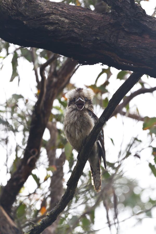 κλήσεις kookabura με πλατύ ανοικτό ράμφος στοκ φωτογραφίες