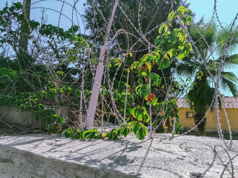 Κλίση συρματόσχοινου στο φόντο των τροπικών φυτών πίσω από το φράχτη Φοινικόδεντρο και κτίριο προστατευμένο σε κλειστό έδαφος στοκ φωτογραφία με δικαίωμα ελεύθερης χρήσης Κλίση συρματόσχοινου στο φόντο των τροπικών φυτών πίσω από το φράχτη Φοινικόδεντρο και κτίριο προστατευμένο σε κλειστό έδαφος στοκ φωτογραφία με δικαίωμα ελεύθερης χρήσης