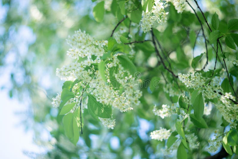 Blossom tree branch, fresh springtime. Blossom tree branch, fresh springtime