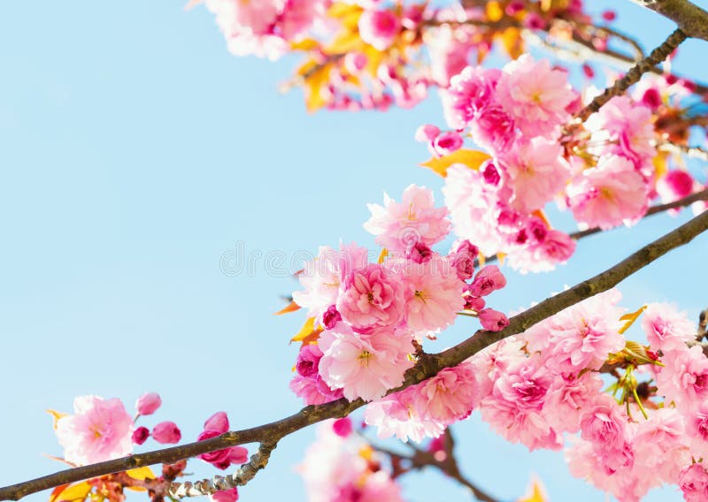 Κλαδιά με ανοιχτά ροζ λουλούδια Sakura στο μπλε ουράνιο φόντο. Επιλεκτική εστίαση στοκ εικόνα