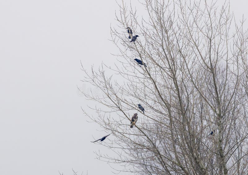 Classic situation with a sitting Buzzard, Buteo buteo, guarded by a number of Carrion Crows, Corvus corone, to harass and chase away the Buzzard as soon as it flies up to hunt. Classic situation with a sitting Buzzard, Buteo buteo, guarded by a number of Carrion Crows, Corvus corone, to harass and chase away the Buzzard as soon as it flies up to hunt