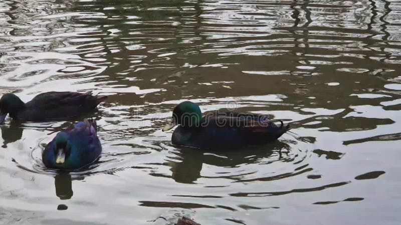 κλείσιμο άγριων παπιών μαύρο mallard που επιπλέει στη λίμνη απόθεμα βίντεο