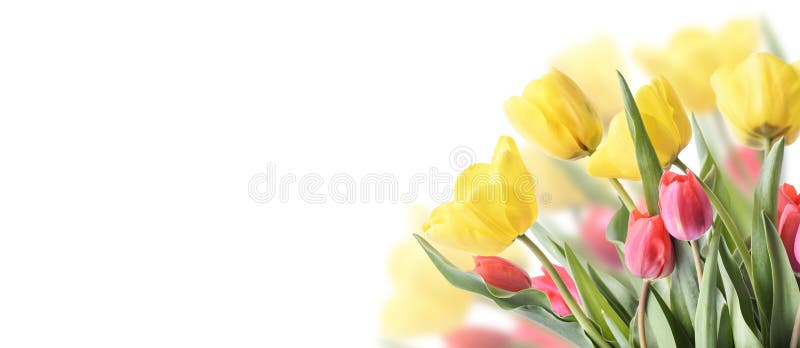 Closeup of tulip bouquet in garden isolated on white background. Creative spring flower bud frame. Easter, mother`s day and seasonal holiday spring banner. Springtime gardening. Closeup of tulip bouquet in garden isolated on white background. Creative spring flower bud frame. Easter, mother`s day and seasonal holiday spring banner. Springtime gardening