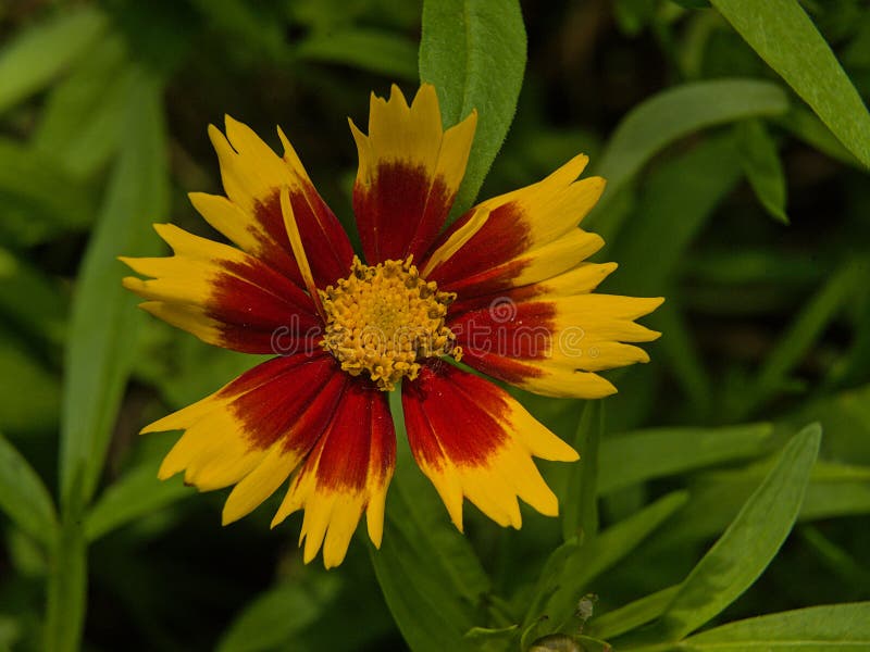 Κλείσιμο ενός λουλουδιού από ελαιοκράμβη Coreopsis grandiflora. στοκ φωτογραφία