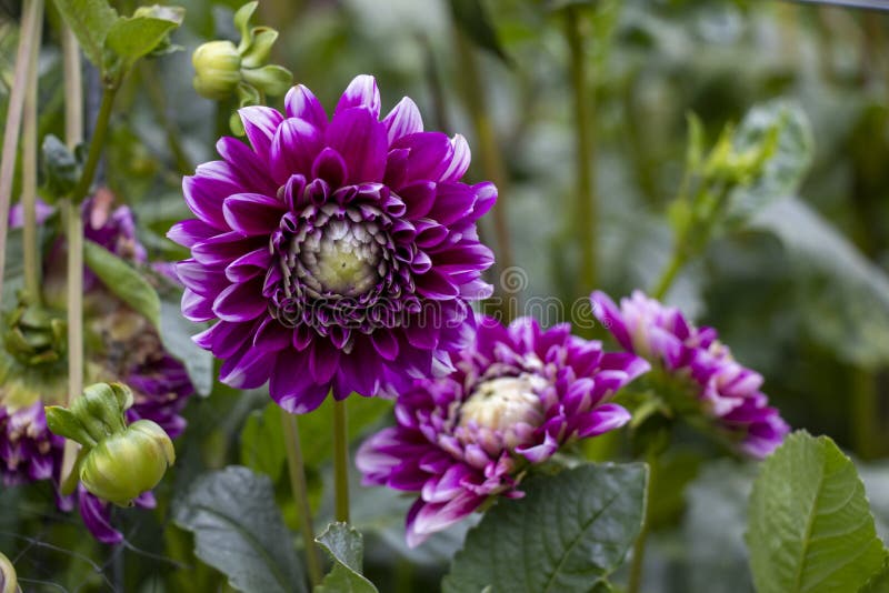 κλείσιμο ενός συμπλέγματος μοβ και λευκών dahlias στον κήπο στοκ φωτογραφίες