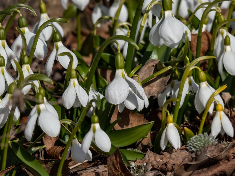 κλείσιμο μιας ομάδας χιονοπτώσεις galanthus fosteri σε πλήρη άνθιση που αναπτύσσονται στον κήπο με το φως του ήλιου στις αρχές της στοκ εικόνες