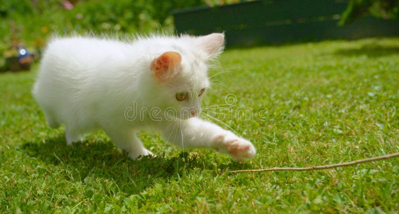 CLOSE UP, DOF: Young white cat running around the backyard and chasing a small twig. Adorable furry kitten running after a stick while playing with its owner in the backyard on a sunny spring day. CLOSE UP, DOF: Young white cat running around the backyard and chasing a small twig. Adorable furry kitten running after a stick while playing with its owner in the backyard on a sunny spring day.