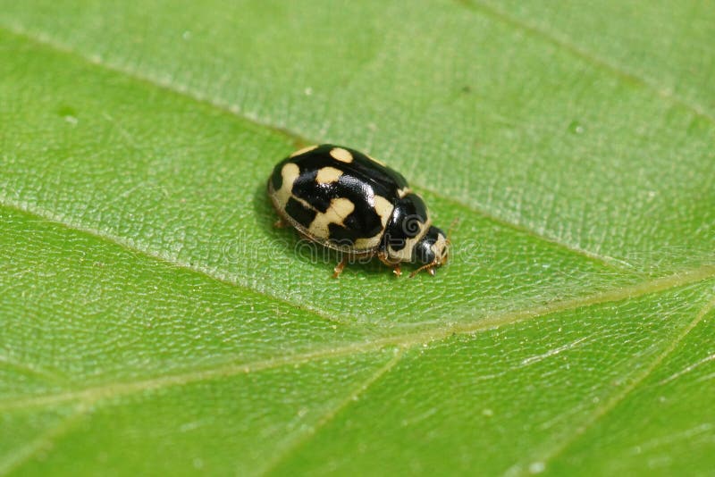 κλείσιμο πάνω στο μικρό δεκατέσσερι στικτό σκαθάρι της πασχαλίδας propylea quatuordecimpunctata καθισμένο σε πράσινο φύλλο