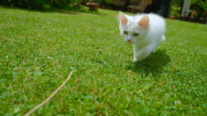 CLOSE UP, DOF: Frisky white kitten chasing a twig across the backyard on a sunny day. Cute fluffy baby cat playing in garden by running after a stick. Playful fuzzy house cat enjoying the outdoors. CLOSE UP, DOF: Frisky white kitten chasing a twig across the backyard on a sunny day. Cute fluffy baby cat playing in garden by running after a stick. Playful fuzzy house cat enjoying the outdoors