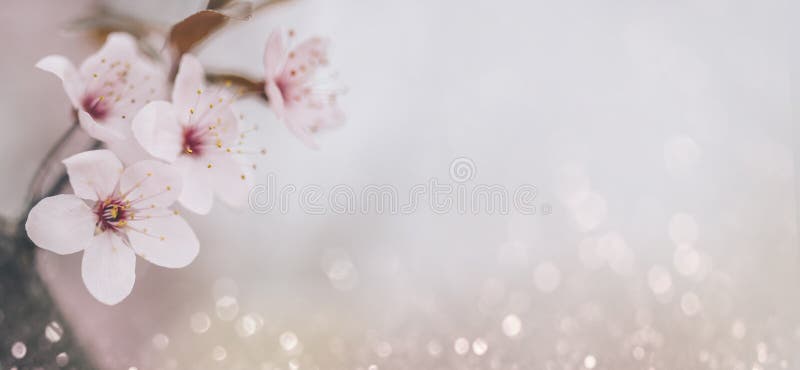κλείσιμο του άνθους κερασιάς στο φόντο του bokeh pastel. ορχιδέα με άνθιση μακροεντολής την άνοιξη στοκ φωτογραφίες με δικαίωμα ελεύθερης χρήσης