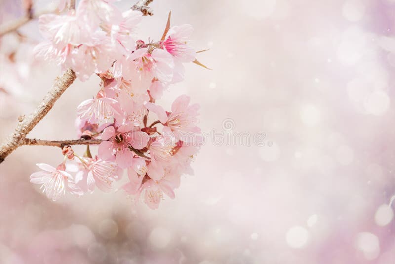 κλείσιμο όμορφου ροζ άνθος κερασιάς sakura την άνοιξη στοκ φωτογραφία