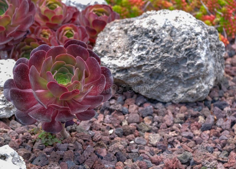 Κλείστε επάνω Aeonium ή του δέντρου houseleeks στο ηφαιστειακό υπόβαθρο στοκ εικόνες με δικαίωμα ελεύθερης χρήσης Κλείστε επάνω Aeonium ή του δέντρου houseleeks στο ηφαιστειακό υπόβαθρο στοκ εικόνες με δικαίωμα ελεύθερης χρήσης