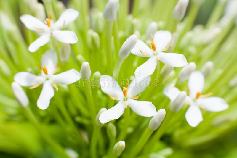 Κλείστε επάνω jasmine ακρωτηρίων λουλουδιών, gardenia, λίγο άσπρο λουλούδι στοκ εικόνα με δικαίωμα ελεύθερης χρήσης Κλείστε επάνω jasmine ακρωτηρίων λουλουδιών, gardenia, λίγο άσπρο λουλούδι στοκ εικόνα με δικαίωμα ελεύθερης χρήσης