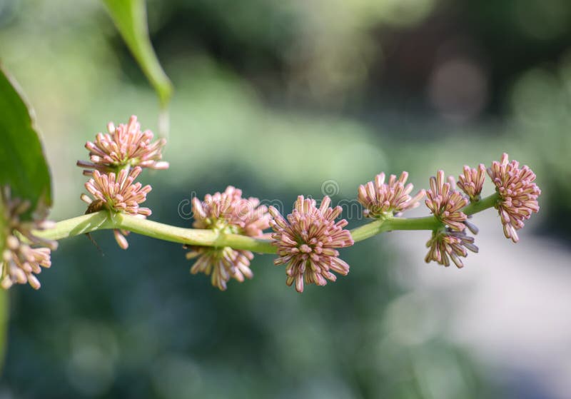 Κλείστε επάνω τα λουλούδια Dracaena fragrans στοκ εικόνες Κλείστε επάνω τα λουλούδια Dracaena fragrans στοκ εικόνες