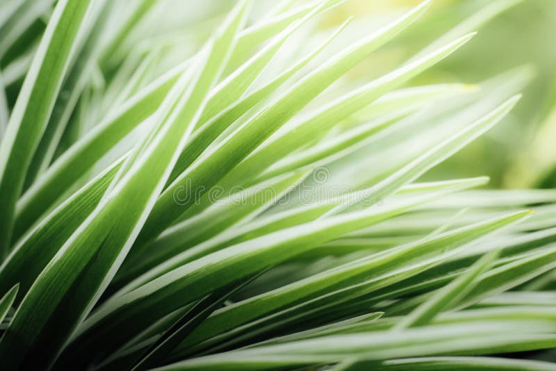 Κλείστε επάνω τα φύλλα του chlorophytum στοκ εικόνες με δικαίωμα ελεύθερης χρήσης Κλείστε επάνω τα φύλλα του chlorophytum στοκ εικόνες με δικαίωμα ελεύθερης χρήσης