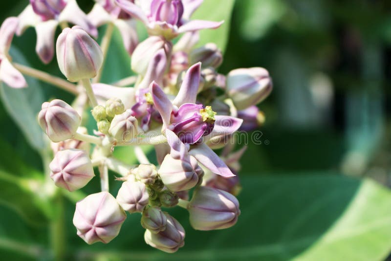 Κλείστε επάνω τα όμορφα πορφυρά λουλούδια Calotropis είναι ένα γένος των ανθίζοντας φυτών στη dogbane οικογένεια στοκ εικόνα Κλείστε επάνω τα όμορφα πορφυρά λουλούδια Calotropis είναι ένα γένος των ανθίζοντας φυτών στη dogbane οικογένεια στοκ εικόνα