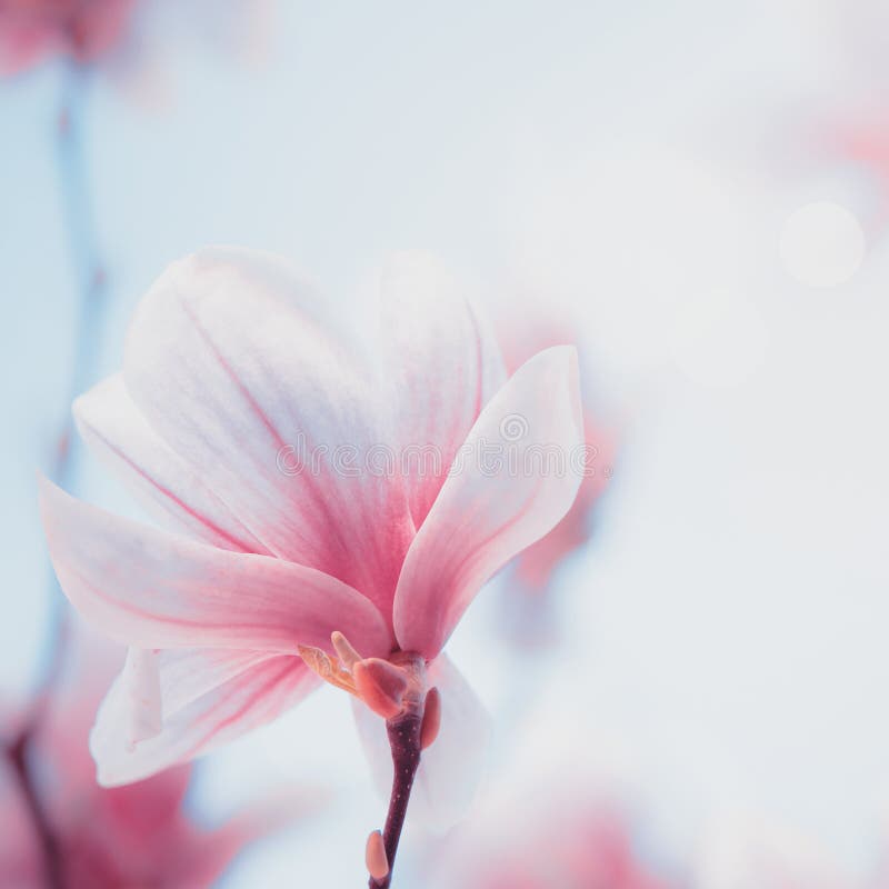 Κλείστε επάνω της καλής άνθισης magnolia Άνθος άνοιξης πλήρης άνοιξη λιβαδιών πικραλίδων ανασκόπησης κίτρινη