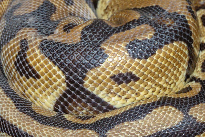 κλείστε επάνω το δέρμα φιδιών σφαιρών python στοκ εικόνα με δικαίωμα ελεύθερης χρήσης κλείστε επάνω το δέρμα φιδιών σφαιρών python στοκ εικόνα με δικαίωμα ελεύθερης χρήσης