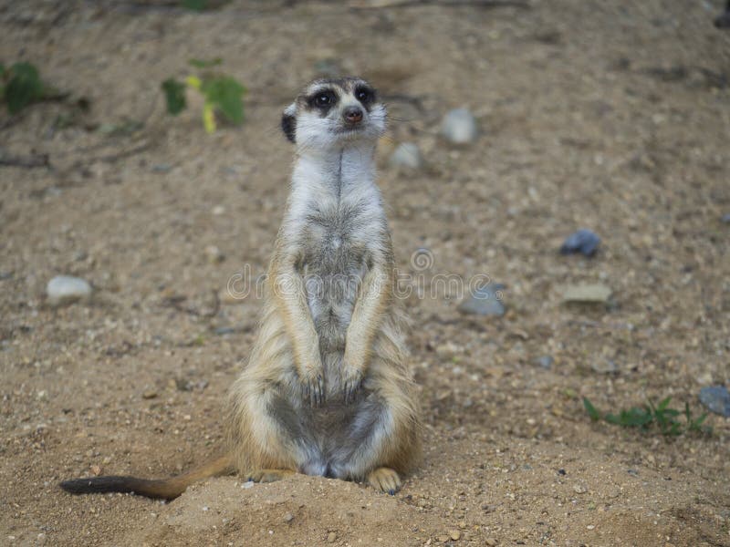 Κλείστε επάνω το πορτρέτο της στάσης meerkat ή suricate, μετωπική άποψη suricatta Suricata, κοιτάζοντας στη κάμερα, εκλεκτική στοκ εικόνες Κλείστε επάνω το πορτρέτο της στάσης meerkat ή suricate, μετωπική άποψη suricatta Suricata, κοιτάζοντας στη κάμερα, εκλεκτική στοκ εικόνες