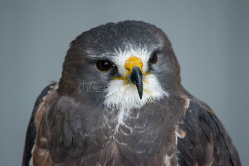 Close up head shot of Swainson&#x27;s Hawk &#x28;buteo swainsoni&#x29; is a large Buteo hawk of the Falconiformes found in the America. Close up head shot of Swainson&#x27;s Hawk &#x28;buteo swainsoni&#x29; is a large Buteo hawk of the Falconiformes found in the America.