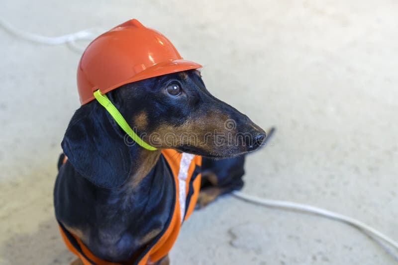 Κλείστε επάνω τον οικοδόμο σκυλιών dachshund σε ένα πορτοκαλί κράνος κατασκευής κάθεται στα καλώδια σε ένα συγκεκριμένο γκρίζο υπ στοκ εικόνες