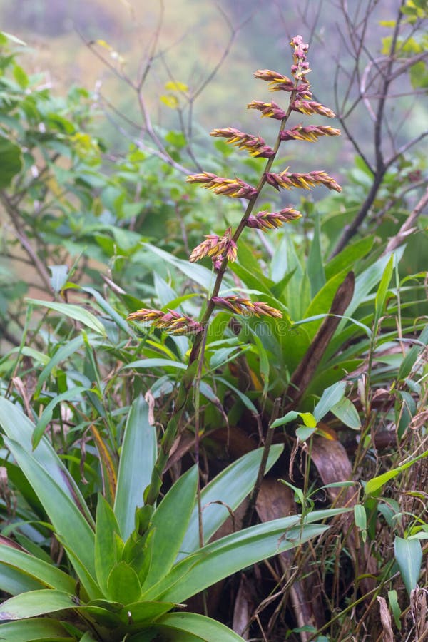 Κλείστε επάνω του άγριου λουλουδιού bromeliad που ανθίζει στο τροπικό κλίμα στοκ εικόνα με δικαίωμα ελεύθερης χρήσης Κλείστε επάνω του άγριου λουλουδιού bromeliad που ανθίζει στο τροπικό κλίμα στοκ εικόνα με δικαίωμα ελεύθερης χρήσης