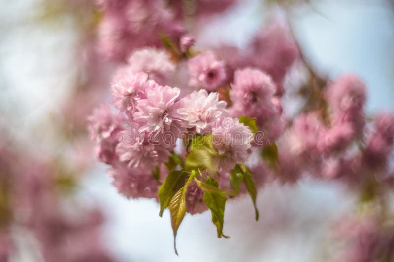 Κλείστε επάνω του δέντρου sakura ανθών κερασιών στοκ εικόνες