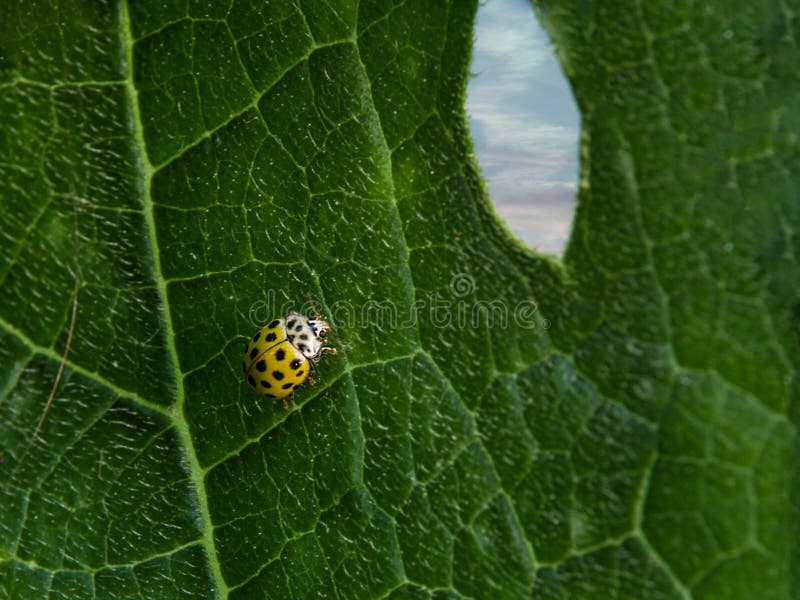 Κλείστε επάνω του κίτρινου ladybug στο πράσινο φύλλο με την τρύπα παραθύρων στοκ φωτογραφίες Κλείστε επάνω του κίτρινου ladybug στο πράσινο φύλλο με την τρύπα παραθύρων στοκ φωτογραφίες