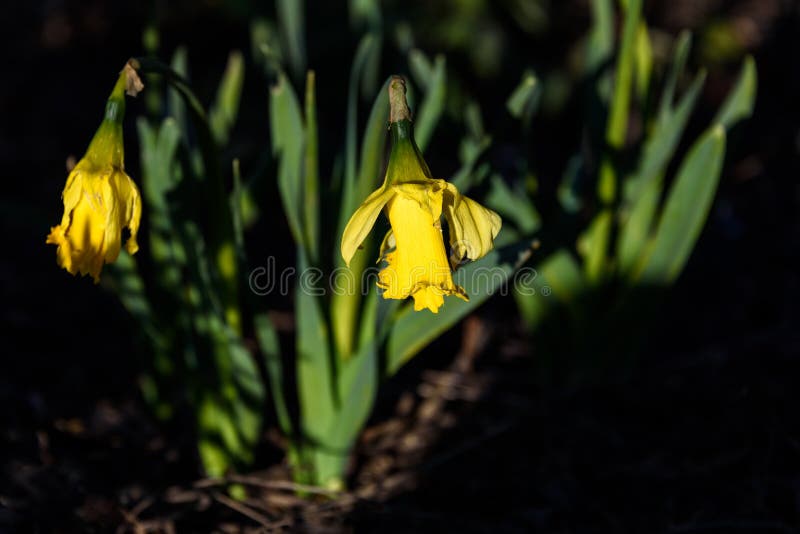 Κλείστε επάνω του φωτεινού κίτρινου daffodil που ανθίζει σε ένα ηλιόλουστο σημείο σε έναν σκιερό κήπο στοκ εικόνα Κλείστε επάνω του φωτεινού κίτρινου daffodil που ανθίζει σε ένα ηλιόλουστο σημείο σε έναν σκιερό κήπο στοκ εικόνα