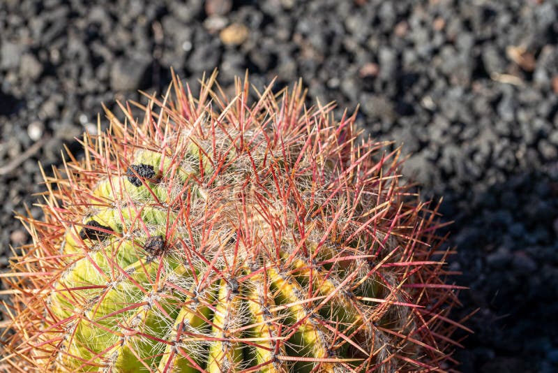 Κλείστε επάνω του χρυσού grusonii Echinocactus κάκτων βαρελιών στοκ φωτογραφίες με δικαίωμα ελεύθερης χρήσης Κλείστε επάνω του χρυσού grusonii Echinocactus κάκτων βαρελιών στοκ φωτογραφίες με δικαίωμα ελεύθερης χρήσης