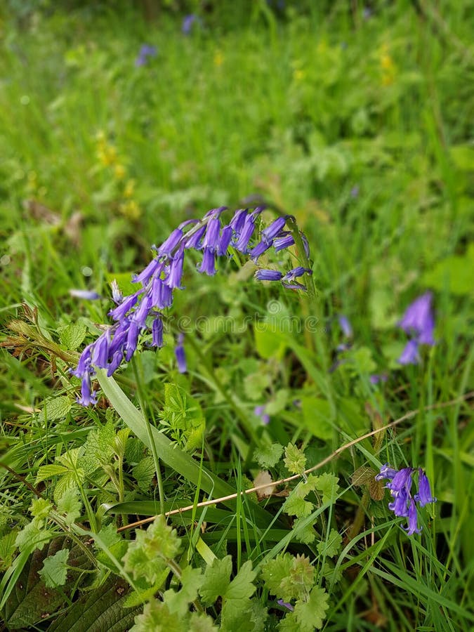 Κλείστε επάνω των bluebells στοκ εικόνες Κλείστε επάνω των bluebells στοκ εικόνες