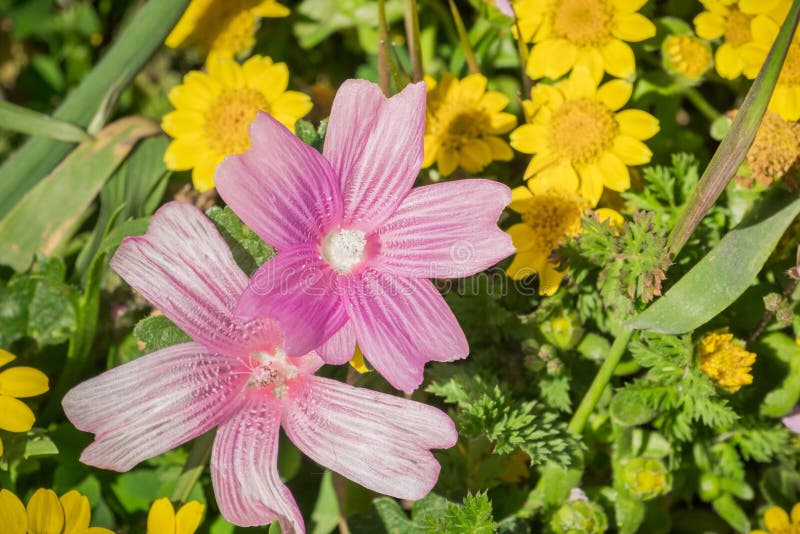 Κλείστε επάνω των wildflowers malviflora Checkerbloom Sidalcea, Καλιφόρνια στοκ εικόνα Κλείστε επάνω των wildflowers malviflora Checkerbloom Sidalcea, Καλιφόρνια στοκ εικόνα