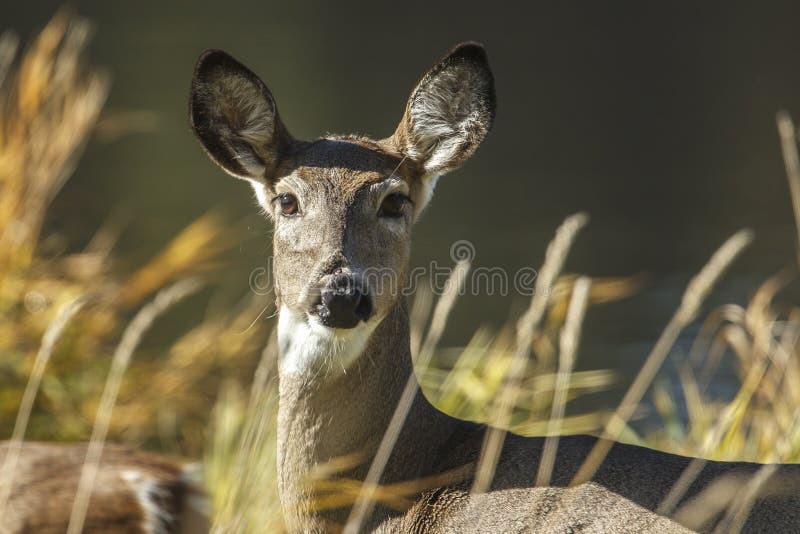 A close up of a white tail deer near Hauser, Idaho. A close up of a white tail deer near Hauser, Idaho.