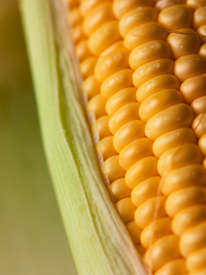 Close up shot Fresh ripe and peeled sweet corn with water drop high vitamin nature food select focus shallow depth of field. Close up shot Fresh ripe and peeled sweet corn with water drop high vitamin nature food select focus shallow depth of field