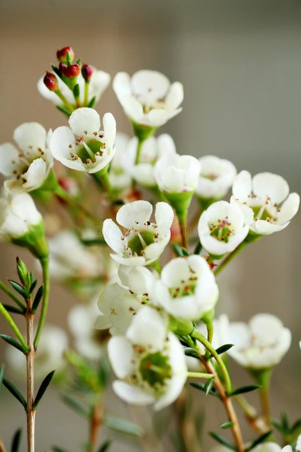 κλειστό πλάνο ευρισκόμενου wintersweet λουλούδι. στοκ εικόνα