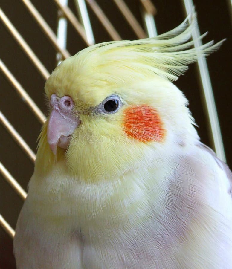 κλουβί πουλιών cockatiel κλουβί πουλιών cockatiel