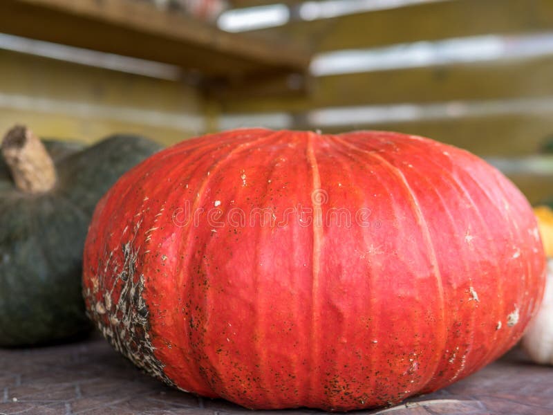 Red Pumpkin in autumn in Switzerland - 1. Red Pumpkin in autumn in Switzerland - 1