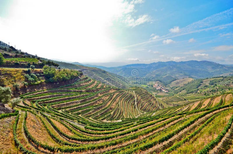 Κοιλάδα Douro: Αμπελώνες κοντά Duero στον ποταμό γύρω από Pinhao, Πορτογαλία στοκ εικόνες Κοιλάδα Douro: Αμπελώνες κοντά Duero στον ποταμό γύρω από Pinhao, Πορτογαλία στοκ εικόνες