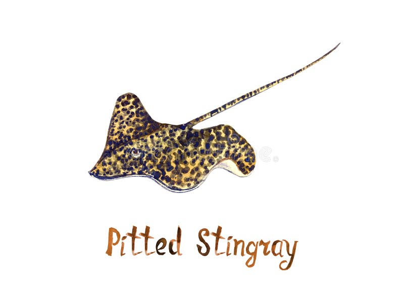Κοιλαμένος stingray, απομονωμένος στο άσπρο υπόβαθρο ελεύθερη απεικόνιση δικαιώματος Κοιλαμένος stingray, απομονωμένος στο άσπρο υπόβαθρο ελεύθερη απεικόνιση δικαιώματος