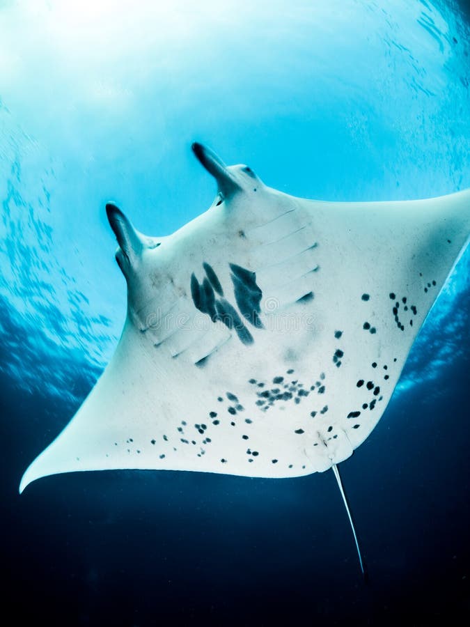 Κοιλιά πυροβοληθείσα, ωκεάνεια ακτίνα Manta, Raja Ampat Ινδονησία στοκ φωτογραφία με δικαίωμα ελεύθερης χρήσης Κοιλιά πυροβοληθείσα, ωκεάνεια ακτίνα Manta, Raja Ampat Ινδονησία στοκ φωτογραφία με δικαίωμα ελεύθερης χρήσης