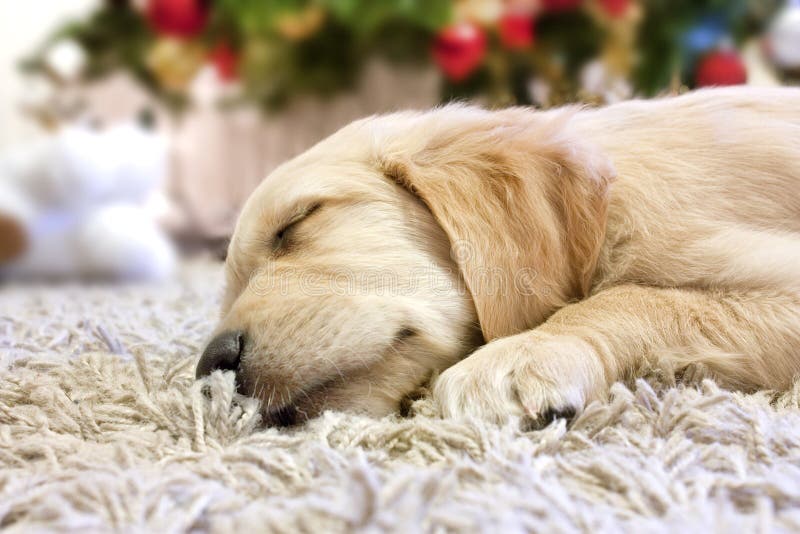 κοιμισμένο χρυσό retriever κουτ&alp στοκ εικόνες