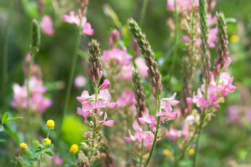 κοινά άνθη sainfoin στοκ εικόνα
