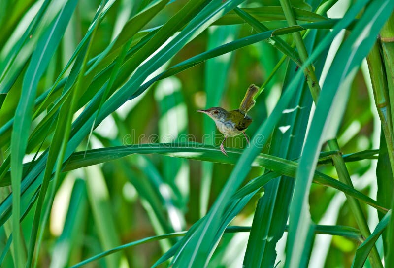 Κοινές πράσινες λεπίδες χλόης καλάμων Tailorbird στοκ εικόνα