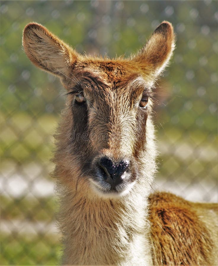 Κοινή αντιλόπη Waterbuck στοκ φωτογραφίες με δικαίωμα ελεύθερης χρήσης Κοινή αντιλόπη Waterbuck στοκ φωτογραφίες με δικαίωμα ελεύθερης χρήσης